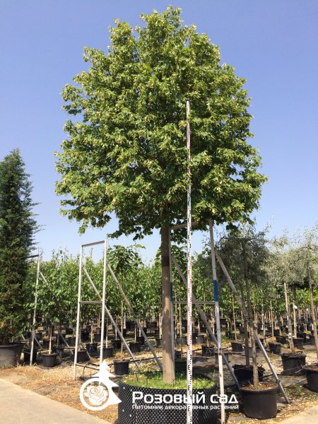 Липа обыкновенная Паллида – Питомник декоративных растений Розовый сад ...