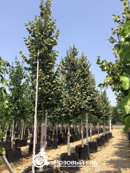 Липа войлочная Стерлинг – Питомник декоративных растений Розовый сад ...