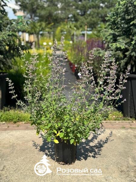 Котовник Фассена Джуниор Уолкер