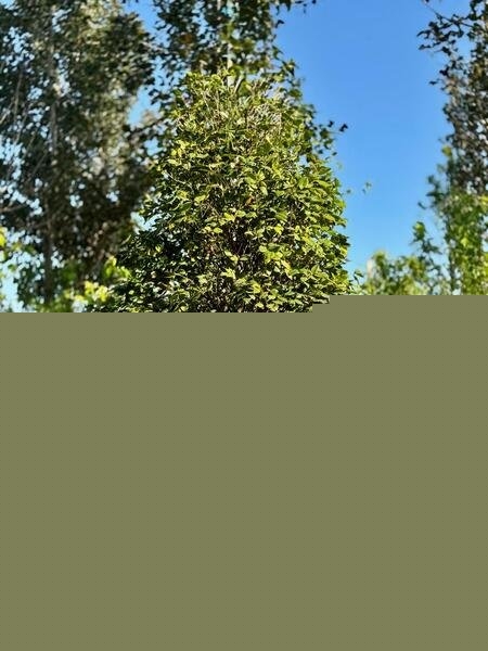 Камелия японская