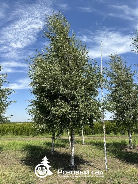 Береза повислая (штамб)