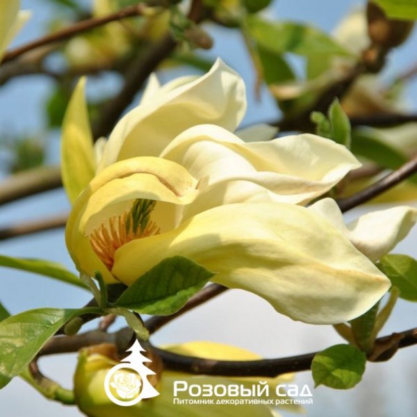 Магнолия Еллоу Лантерн