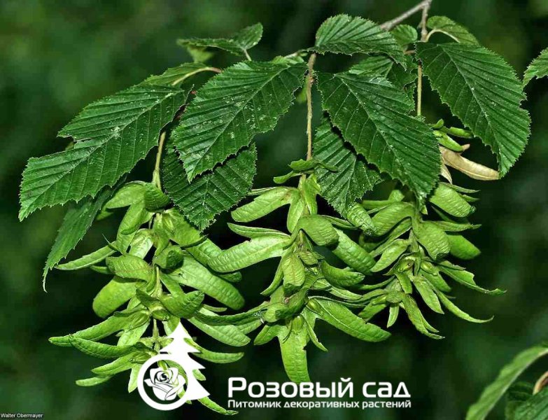 Граб обыкновенный (бонсай)