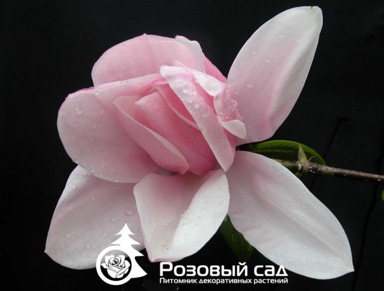 Магнолия Стар Варс
