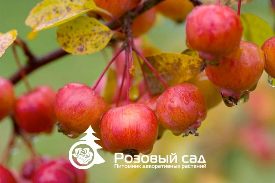 Яблоня (райская) Эверест (куст)