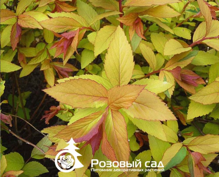 Спирея японская Голдфлейм