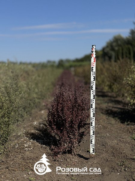 Барбарис тунберга Оранж Рокет