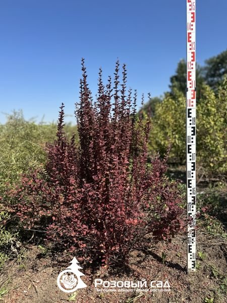 Барбарис тунберга Оранж Рокет