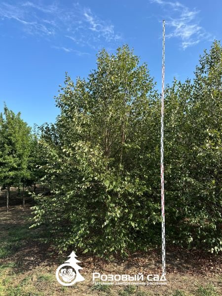 Береза черная Селект