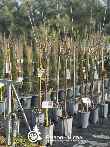 Черешня Стелла (полуштамб)