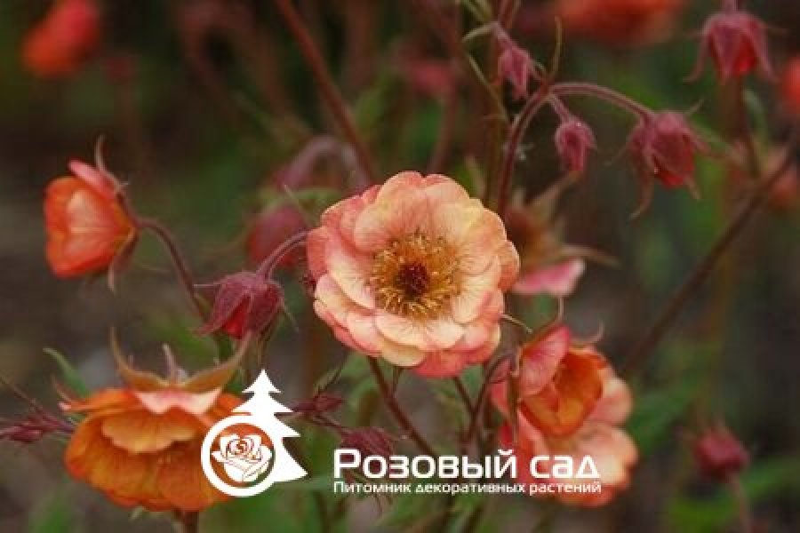 Гравилат Бэлл Бэнк