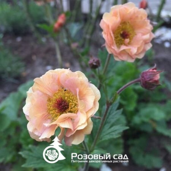 Гравилат Пастель
