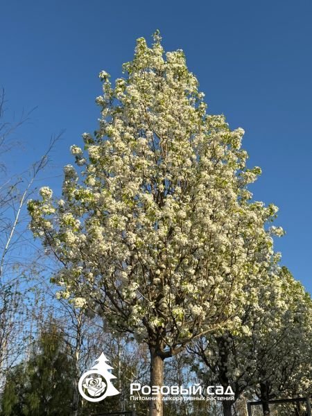 Груша каллериана Шантеклер