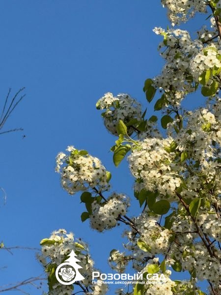 Груша каллериана Шантеклер