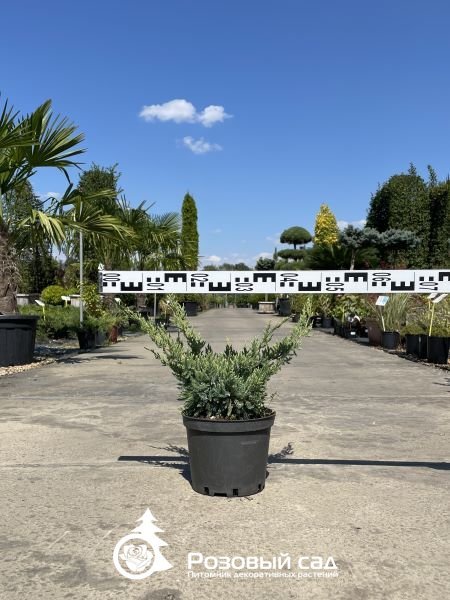 Можжевельник чешуйчатый Холгер