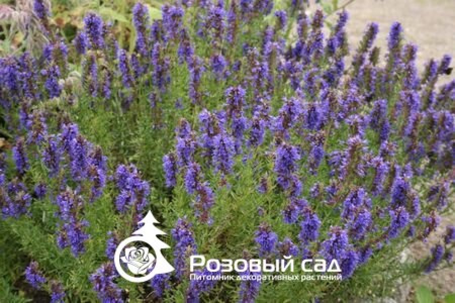 Иссоп лекарственный Блюз