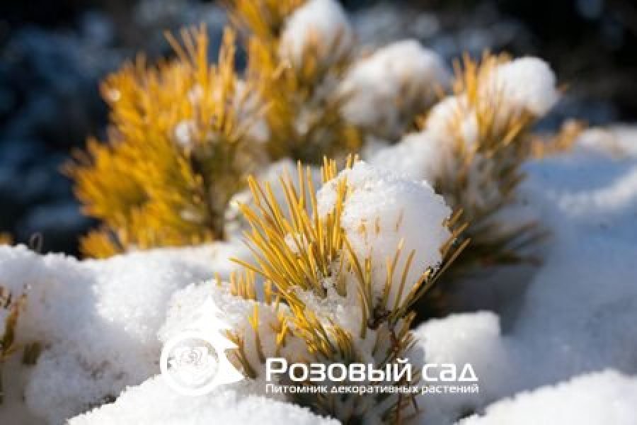 Сосна горная Карстен Винтерголд