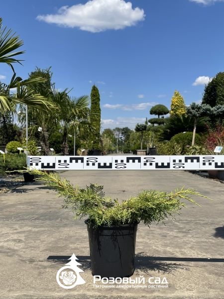 Можжевельник средний Кинг оф Спринг