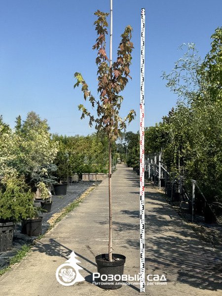 Клен фримана Отом Блэйз