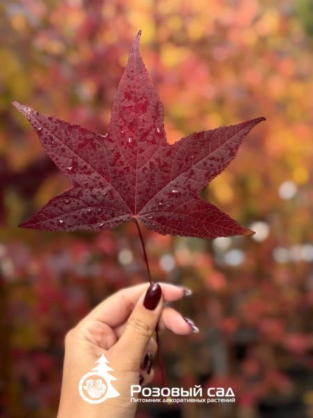 Ликвидамбр смолоносный