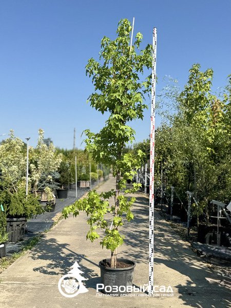 Ликвидамбр смолоносный