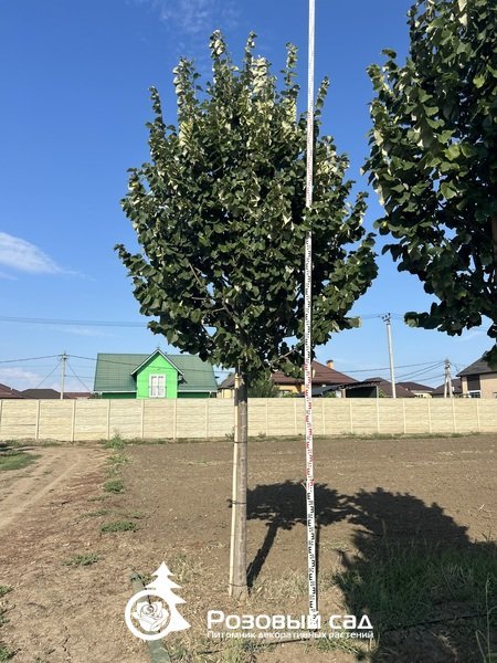 Липа войлочная Брабант