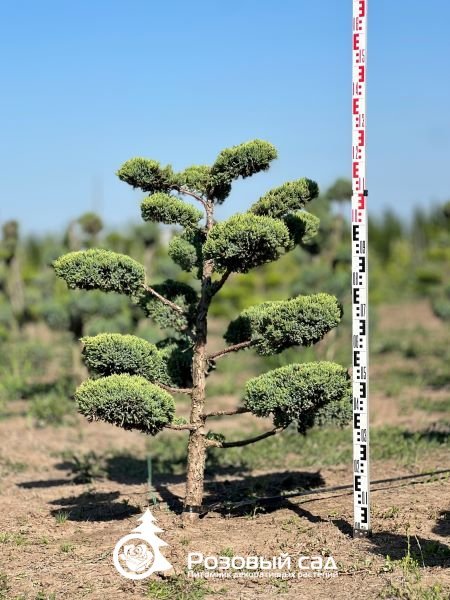 Можжевельник чешуйчатый Холгер