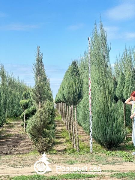 Можжевельник скальный Скайрокет (конус на штамбе)