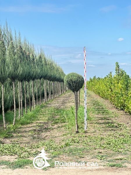 Можжевельник скальный Скайрокет (шар на штамбе)
