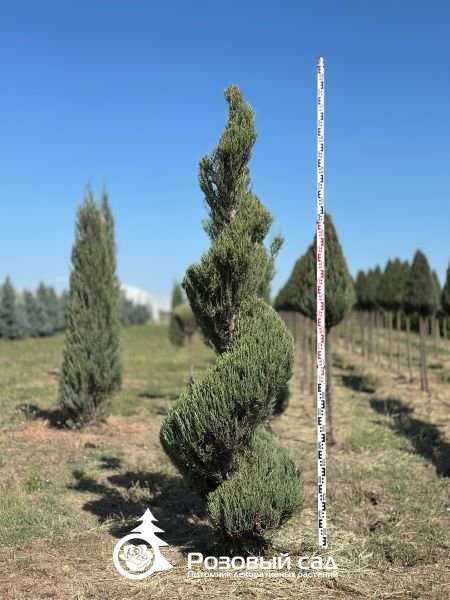 Можжевельник скальный Скайрокет (спираль)