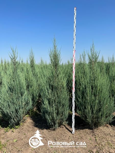 Можжевельник скальный Скайрокет