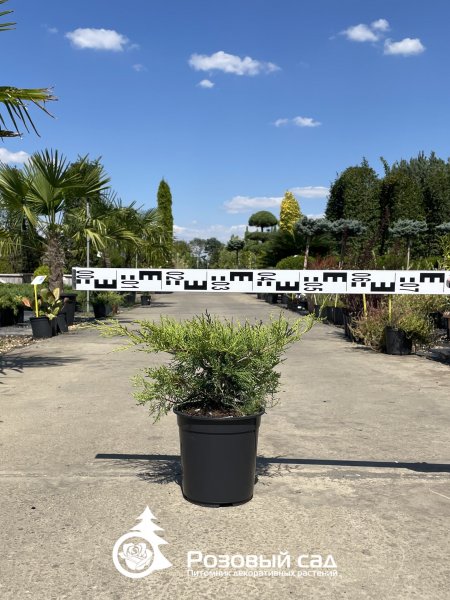 Можжевельник средний Голд Стар