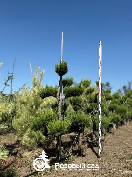 Можжевельник средний Минт Джулеп (бонсай)