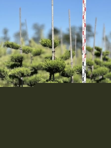 Можжевельник средний Олд Голд