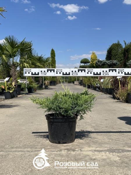 Можжевельник средний Олд Голд