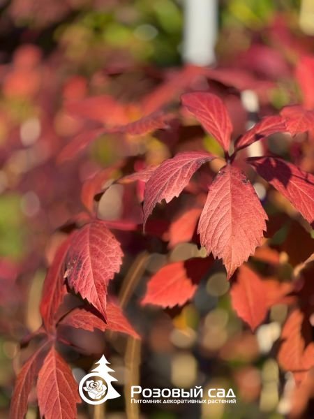 Партеноциссус тройчатый Пурпуреа