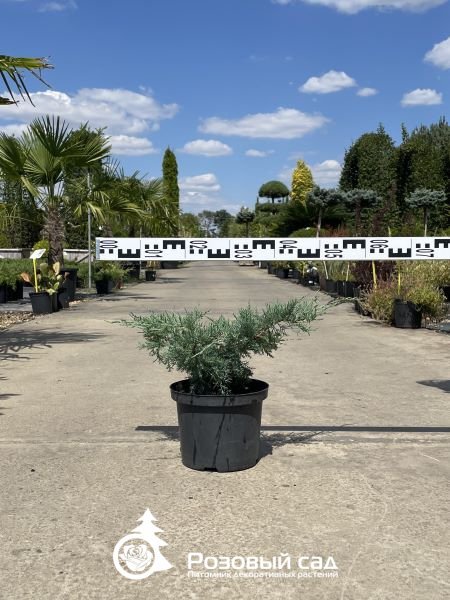 Можжевельник средний Пфитцериана Глаука