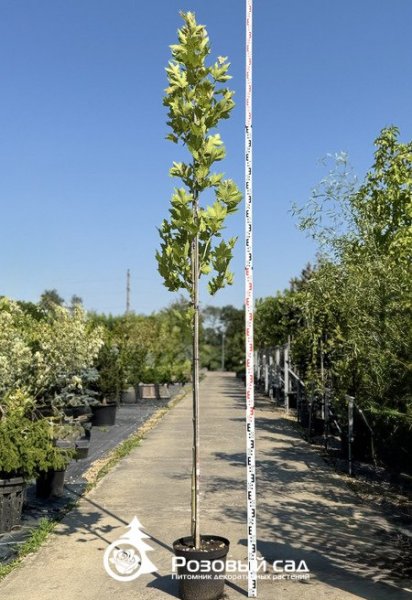 Платан кленолистный Экскламейшн