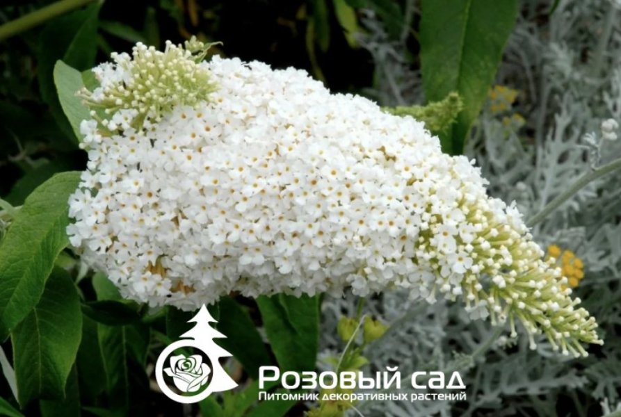 Буддлея давида Уайт Болл