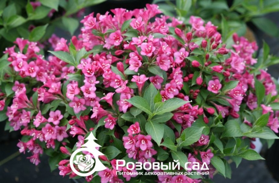 Вейгела цветущая Ред Принц