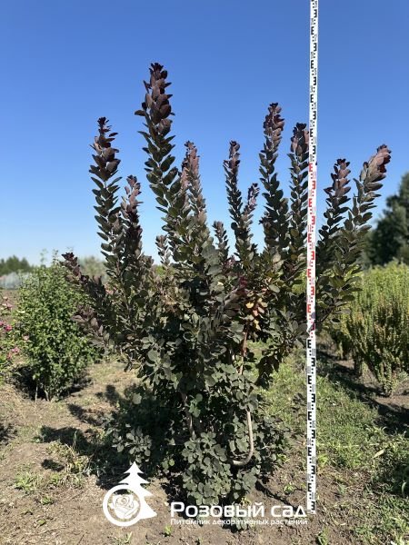 Скумпия кожевенная Роял Пурпл