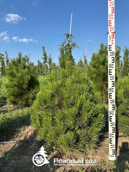 Сосна белокорая Малинки