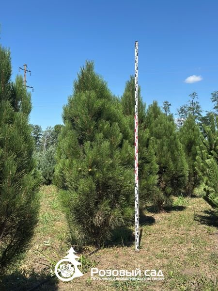 Сосна черная Грин Рокет
