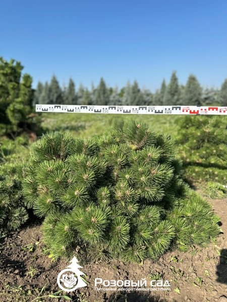 Сосна черная Хорниброкиана