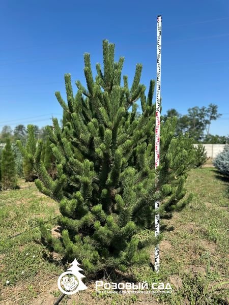 Сосна черная Орегон Грин