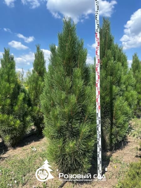 Сосна черная Пирамидалис