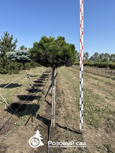 Сосна черная Себенненсис Нана (штамб)