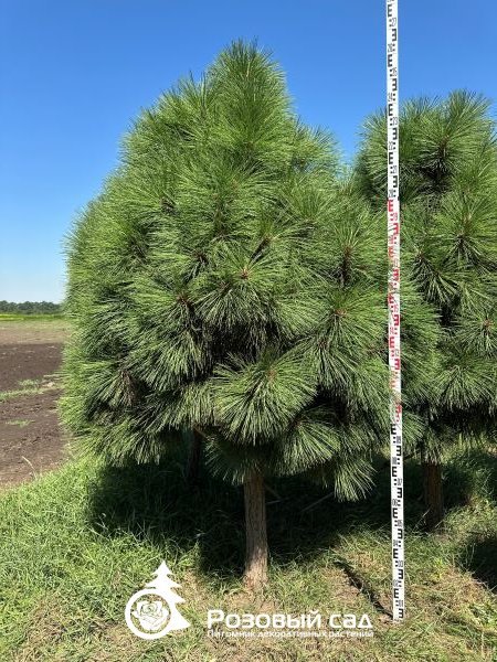 Сосна джеффри Йоппи (штамб)