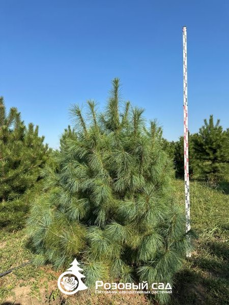 Сосна гибкая Глаука