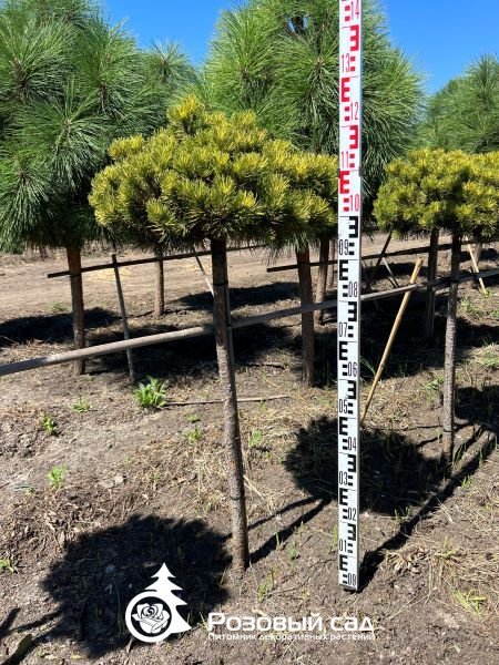 Сосна горная Голден Глоу (штамб)